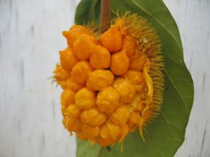 keralanews seized wild jackfruit mixed with calcium from kochi