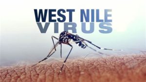 keralanews west nile virus infection confirmed in 7year boy in malappuram