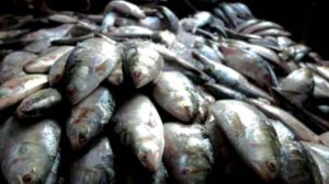 keralanews hint that amonia mixed fish seized from kozhikode fish market