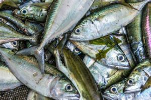 keralanews availability of fish declaine in kerala and price increases