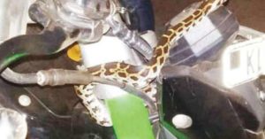 keralanews snake found in a moving bike and passenger narrowly escaped