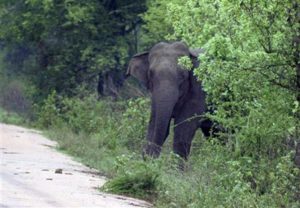 keralanews wild elephants entered in residensial area in aralam