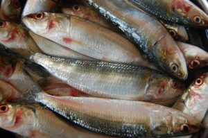 keralanews the price of sardine fish is increasing 300rupees for 1 kilogram