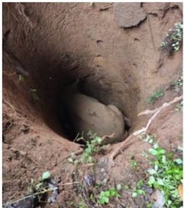 keralanews wild elephant fell into well in sreekandapuram natives protest against forest officials