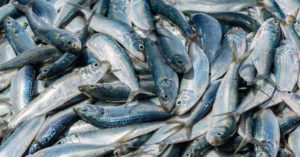 keralanews stale fish seized from kollam