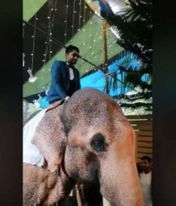 keralanews police file case against groom who used elephant for marriage function