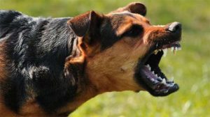 keralanews five year old boy injured in street dog attack