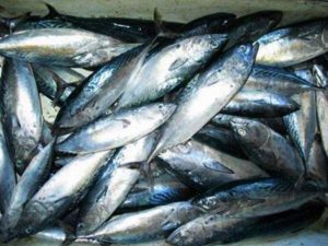 keralanews 663kg of formalin mixed fish seized from thiruvananthapuram
