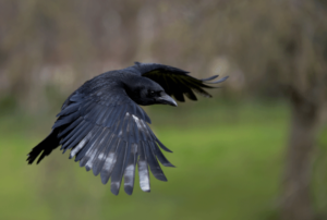 keralanews two arrested for selling meat of crow in chickenstall in tamilnadu rameswaram