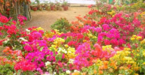 keralanews complaint that plants worth 59000rupees were stolen from flower show in kannur