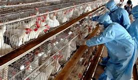 keralanews bird flu ban for sale of chicken in kozhikkode and start to kill pets from today