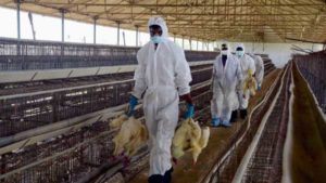 keralanews bird flu under control in the state and killing of birds continues