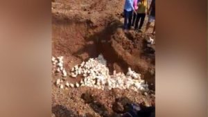 keralanews tens of thousands of chickens were buried alive in karnataka following a fake news that eating chicken causes corona virus infection