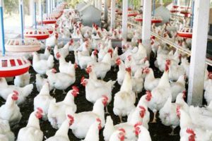 keralanews chicken price is increasing in the state 220 rupees per kg