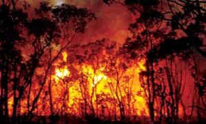 keralanews fire broke out in forest near kerala karnataka boarder