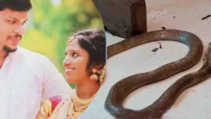 keralanews postmortem of snake which bite uthara will be held today