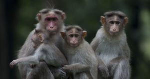 keralanews pune institute of virology got permission to use monkey for covid vaccine test