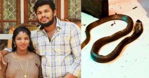 keralanews uthra murder case dna test result is out snake that sooraj bought bite uthra