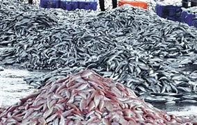 keralanews operation sagarrani is inactive sale of stale fish is active again in the state