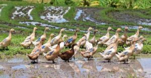 keralanews bird flu confirmed in two districts of the state risk of transmission to humans alert issued