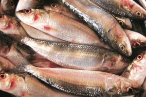 keralanews favourable weather condition presence of sardine in kerala coast