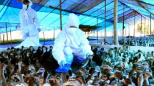 keralanews no need to worry about bird flu health department issues new guidelines