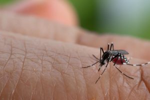 keralanews dengue outbreak in kannur district again authorities issued alert