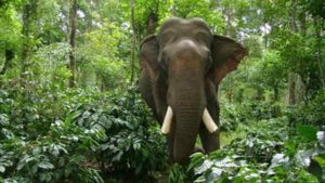 keralanews family escaped from wild elephant in aralam