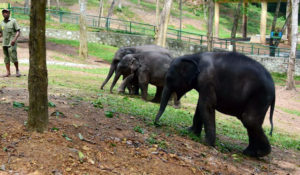 keralanews herpes virus infection confirmed in more elephants in kottur thiruvananthapuram