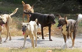 keralanews incident of stray dogs beaten to death and buried in thrikkakara with the knowledge of the corporation one arrested