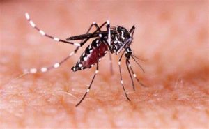 keralanews zika virus cluster found in thiruvananthapuram corporation health minister issues alert