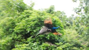 keralanews flying peacock hits bike of newly wedded couple husband died