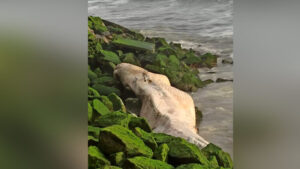 keralanews body of huge whale washed ashore at azheekal beach kollam