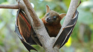 keralanews nipah virus presence found in the sample of bats collected from kozhikkode