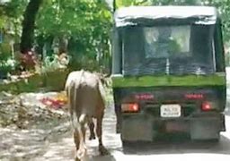 keralanews two arrested for tying buffalo to auto in nadapuram