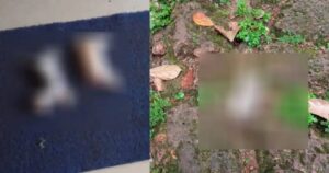 keralanews cat killed and dump their bodies infront of the house of school principal in mathil kannur