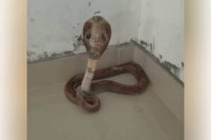 keralanews cobra snake was found in the classroom While cleaning the school in kannur