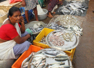 keralanews food safety commissioner issues warning to fishsellers strict action if found selling soil sprayed fish