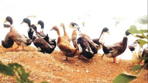 keralanews bird flu confirmed in alappuzha district ducks killed