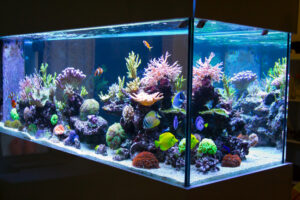 Reef aquarium in livingroom