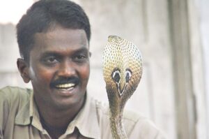 keralanews vava suresh in critical condition after being bitten by a cobra