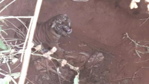 keralanews tiger fell into well in populated area in sulthan batheri