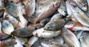 keralanews operation malsya 1707 kg of damaged fish caught in the state