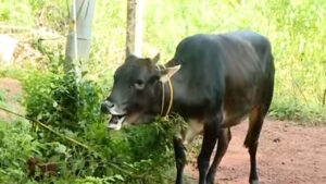 keralanews another cow tests raies positive in kannur euthanised