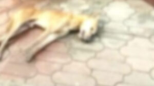 keralanews dead dog infected with rabies in shastamkota two women and domestic animals were bitten