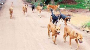 keralanews stray dog attack in the state children are among the bitten dog that attacked two people died in aluva