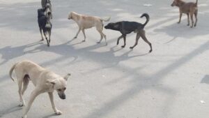 keralanews street dog nuisance mass vaccination drives will begin shelters will be prepared