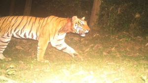 keralanews tiger that landed in a residential area in wayanad was shot and trapped