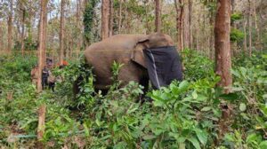 keralanews wild elephants again came to dhoni destroyed coconuts and gourds